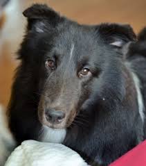 Black And White Sheltie Puppies Producing A Bi Black Sheltie Or Tri Color Sheltie Sheltie Black Puppy Sheltie Breeders