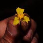 Image result for Xyris capensis