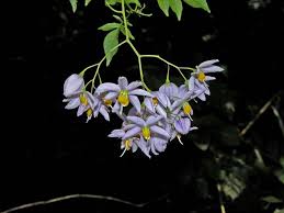 Image result for Solanum seaforthianum