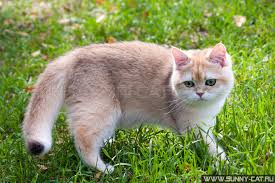 как приучить котенка к лотку если ничего не помогает Kak Priuchit Kotenka K Lotku Sunray
