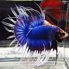 Fin rot, for example, may take weeks and damage. 10 Betta Fish Fin Rot Ideas Fish Fin Betta Fish Betta