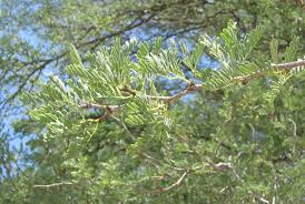 Image result for Acacia erioloba