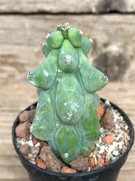 Image result for Myrtillocactus geometrizans