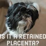 Image result for what is the treatment for retained placenta in dogs
