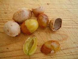 Foraging For Ginkgo Nuts Real Food Mother Earth News Food Edible Food Wild Edibles Recipes