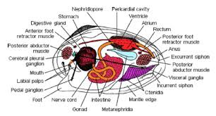 Manfaat daging kerang air tawar dapat mencegah osteoporosis dan infeksi. Mengenal Kijing Kerang Air Tawar Spesies Pilsbryoconcha Exilis Biota Dunia Perairan