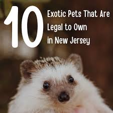 As an independently owned pet shop, the pet shop steps outside of the normal pet boundary lines and offer you the most exotic, interesting animals to take home. 10 Exotic Pets That Are Legal To Own In New Jersey Pethelpful