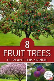Apple trees, step over apple trees, plum trees, dwarf plum trees, dwarf pear tree and other espalier fruit trees. 8 Fruit Trees You Should Plant This Spring The Gracious Wife