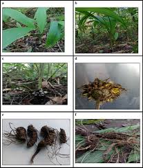 Image result for Curculigo pilosa