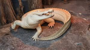 See The 920-Pound, 13-Foot Alligator Caught In Central Florida