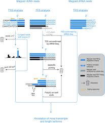 Alapítók ábrahám gábor (volt radnótis, ericsson díjas tanár) és duda ernő (solvo biotech). Third Generation Sequencing Reveals Extensive Polycistronism And Transcriptional Overlapping In A Baculovirus Scientific Reports
