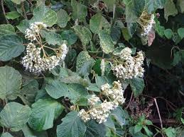 Image result for Cordia sinensis