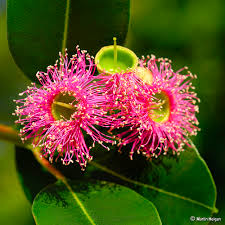 Image result for Anisosepalum