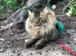 Norwegian Forest Cat Local Breed Everything Else Others On Carousell