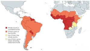 Image result for Yellow Fever