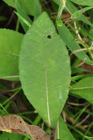 Image result for Vernonia melleri