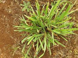 Image result for Cassipourea ndando