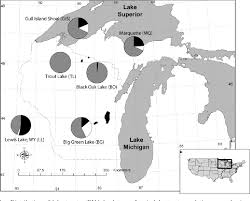 Figure 1 From Conservation Genetics Of Inland Lake Trout In