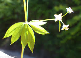 Image result for Galium bussei