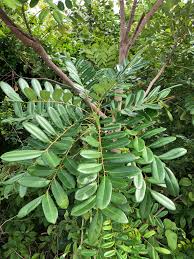 Image result for Simaroubaceae