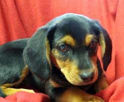 Black And Tan Coonhound Puppies For Sale In Pa Adopt Penelope On Miniature Pinscher Beagle Puppies
