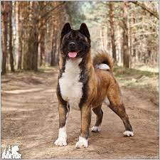Pin By Edward Lane On Cute Akita Dog Dogs Japanese Dogs