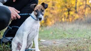 Image result for foxteriér hladkosrstý