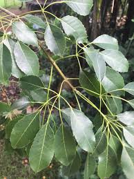 Image result for Vitex ferruginea