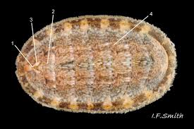 Image result for Ochna leptoclada