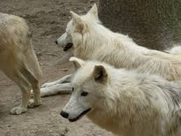 Letech se rozrostla téměř do dnešní podoby. Vlci V Zoo Olomouc Picture Of Olomouc Zoo Olomouc Tripadvisor