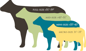 what size is your cow full size mid size mini size learn