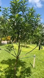 Image result for Warburgia ugandensis