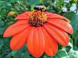 Image result for Tithonia