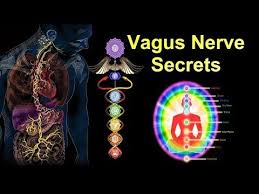 The Secrets Of The Vagus Nerve Kundalini Connection And How To Unlock Its Powers Youtube Vagus Nerve Nerve Kundalini