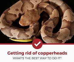 He told you to cut off the head of the snake, jubeir was reported to have said. How To Get Rid Of Copperhead Snakes A Simple Guide Pest Strategies