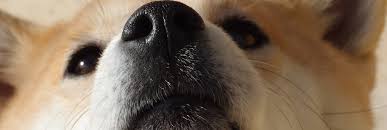 Trending images, videos and gifs related to doge! A Brief History Of The Doge Meme