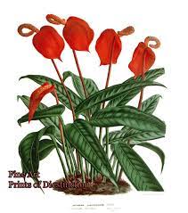Anthurium Scherzerianum By Van Houtte Botanical Art Print Botanical Botanical Painting Anthurium