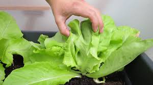 Das muss nicht sein, denn salat säen ist eine der einfachsten disziplinen und selbst der urbane gärtner kann sich fast das ganze jahr mit dem frischen grünzeug versorgen. Blattsalat Auf Dem Balkon Anbauen Gemuse Balkon