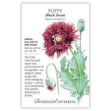 Image result for Papaver somniferum Black