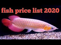 Aquariums Aquarium Fish Price List 2020 Fish Price In India In 2020 Aquarium Fish Pet Fish Cool Fish