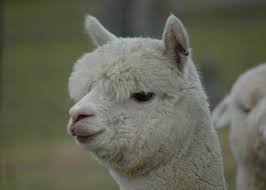9 cute exotic animals you can own as pets subscribe to our channel : 11 Exotic Animals You Don T Need Permits For In Kentucky Wkms
