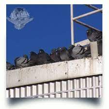 Copesan pest management technicians have many bird control solutions for all types of businesses. Pest Bird Management Bird Netting Installation Vultures Buzzards Pigeons Starlings Grackles Sparrows Avian Waste Removal Envireomently Safe Home