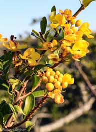 Image result for Acridocarpus natalitius