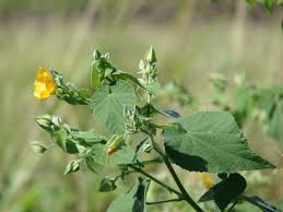 Image result for Abutilon grantii