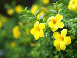 According to the 2018 farm bill, any part of the getting your hands on hemp flower in south carolina is difficult, as we mentioned before, but i heart cbd is. Yellow Jessamine Columbia Metropolitan Magazine