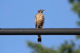 We haven't used our door for weeks trying to keep her safe. Bird With Speckled Breast Sketching Out