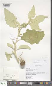 Image result for Solanum lichtensteinii