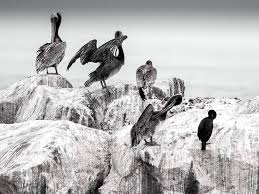 Black And White Birds In Southern California Picture Of Pelicans At Marina Del Rey California National Geographic Photos Photo