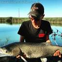 Laghi dorati - Ferrara - amur a carp fishing