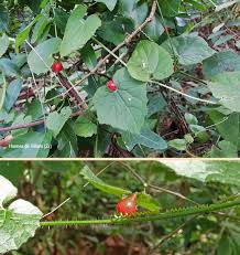 Image result for Zehneria scabra